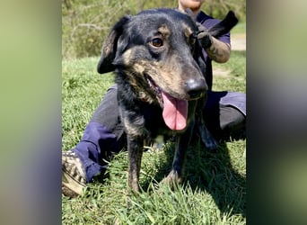 Menschenbezogener Hovawart ähnl. Hundejunge, ca. 2,5 Jahre, 50cm, kastriert