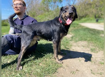Menschenbezogener Hovawart ähnl. Hundejunge, ca. 2,5 Jahre, 50cm, kastriert