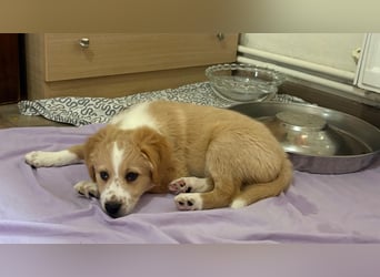 Booster, geb. ca. 11/2025, lebt in GRIECHENLAND, auf einer privaten Pflegestelle