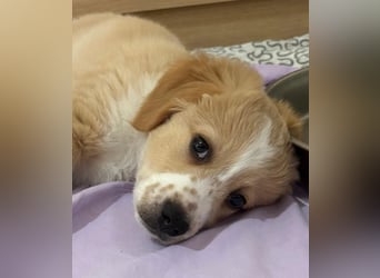 Booster, geb. ca. 11/2025, lebt in GRIECHENLAND, auf einer privaten Pflegestelle