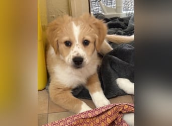 Booster, geb. ca. 11/2025, lebt in GRIECHENLAND, auf einer privaten Pflegestelle