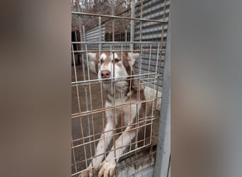 Oreo sucht sein Für-Immer-Zuhause