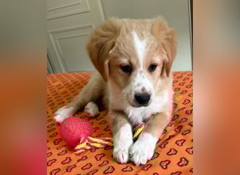 Booster, geb. ca. 11/2025, lebt in GRIECHENLAND, auf einer privaten Pflegestelle