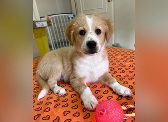 Booster, geb. ca. 11/2025, lebt in GRIECHENLAND, auf einer privaten Pflegestelle