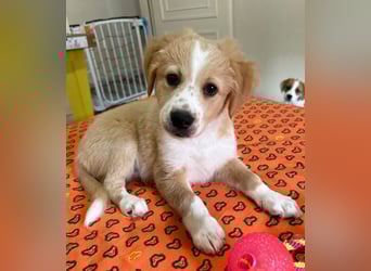 Booster, geb. ca. 11/2025, lebt in GRIECHENLAND, auf einer privaten Pflegestelle