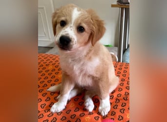 Booster, geb. ca. 11/2025, lebt in GRIECHENLAND, auf einer privaten Pflegestelle