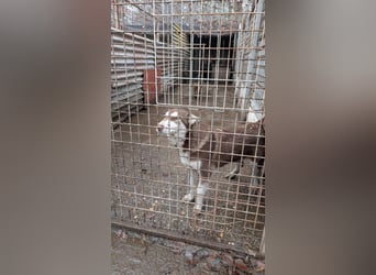 Oreo sucht sein Für-Immer-Zuhause