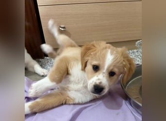 Booster, geb. ca. 11/2025, lebt in GRIECHENLAND, auf einer privaten Pflegestelle