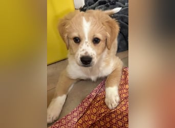 Booster, geb. ca. 11/2025, lebt in GRIECHENLAND, auf einer privaten Pflegestelle