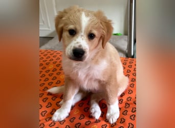 Booster, geb. ca. 11/2025, lebt in GRIECHENLAND, auf einer privaten Pflegestelle