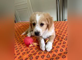 Booster, geb. ca. 11/2025, lebt in GRIECHENLAND, auf einer privaten Pflegestelle