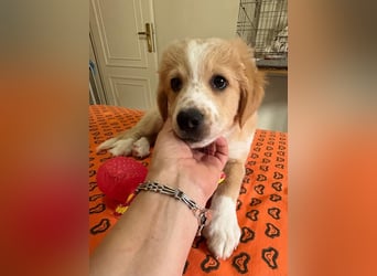 Booster, geb. ca. 11/2025, lebt in GRIECHENLAND, auf einer privaten Pflegestelle