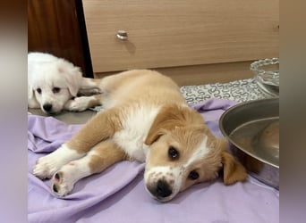 Booster, geb. ca. 11/2025, lebt in GRIECHENLAND, auf einer privaten Pflegestelle