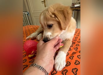 Booster, geb. ca. 11/2025, lebt in GRIECHENLAND, auf einer privaten Pflegestelle