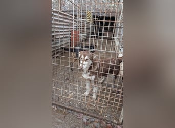 Oreo sucht sein Für-Immer-Zuhause