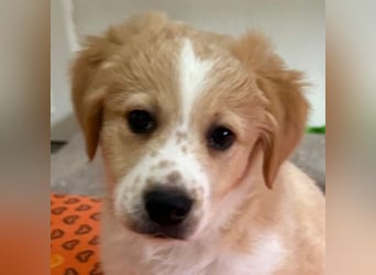 Booster, geb. ca. 11/2025, lebt in GRIECHENLAND, auf einer privaten Pflegestelle