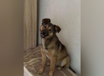 Süße Luna(1 Jahr,42 cm) sucht liebevolles Zuhause