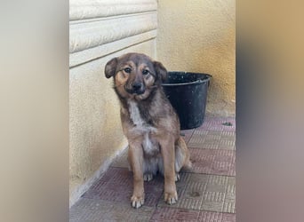 Süße Luna(1 Jahr,42 cm) sucht liebevolles Zuhause