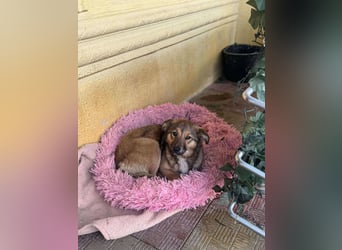 Süße Luna(1 Jahr,42 cm) sucht liebevolles Zuhause