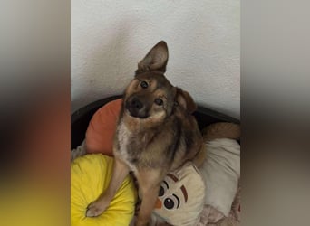 Süße Luna(1 Jahr,42 cm) sucht liebevolles Zuhause