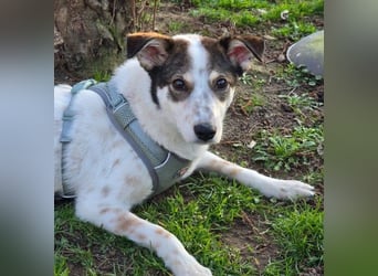 JOSCHI - Rüde mit Handicap steckt voller Lebensfreude