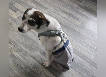 JOSCHI - Rüde mit Handicap steckt voller Lebensfreude