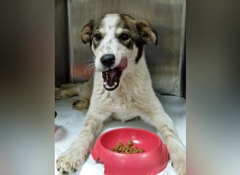 JOSCHI - Rüde mit Handicap steckt voller Lebensfreude