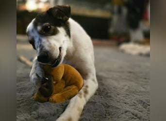 JOSCHI - lieber Rüde mit Handicap sucht seine Menschen