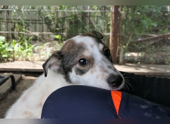 JOSCHI - Rüde mit Handicap steckt voller Lebensfreude