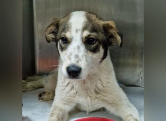 JOSCHI - lieber Rüde mit Handicap sucht seine Menschen