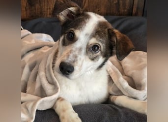 JOSCHI - lieber Rüde mit Handicap sucht seine Menschen