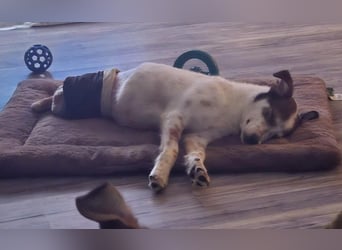 JOSCHI - Rüde mit Handicap steckt voller Lebensfreude