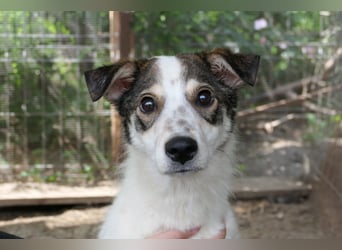 JOSCHI - lieber Rüde mit Handicap sucht seine Menschen