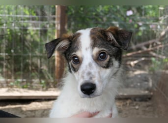 JOSCHI - Rüde mit Handicap steckt voller Lebensfreude