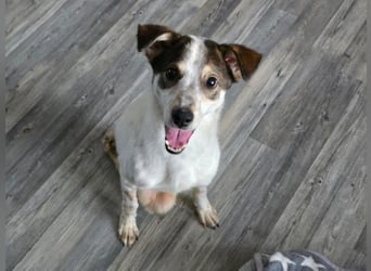 JOSCHI - lieber Rüde mit Handicap sucht seine Menschen