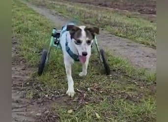JOSCHI - lieber Rüde mit Handicap sucht seine Menschen