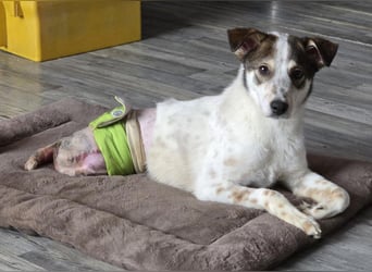 JOSCHI - Rüde mit Handicap steckt voller Lebensfreude