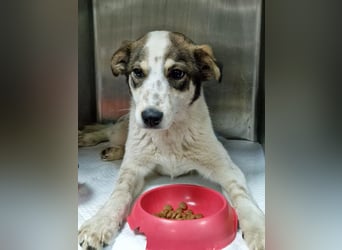 JOSCHI - Rüde mit Handicap steckt voller Lebensfreude