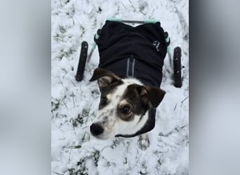 JOSCHI - Rüde mit Handicap steckt voller Lebensfreude