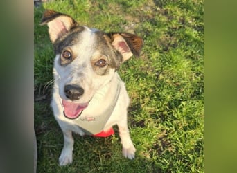 JOSCHI - Rüde mit Handicap steckt voller Lebensfreude