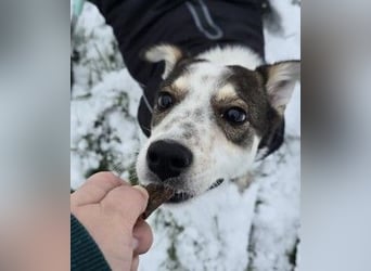JOSCHI - Rüde mit Handicap steckt voller Lebensfreude