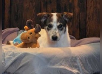 JOSCHI - Rüde mit Handicap steckt voller Lebensfreude