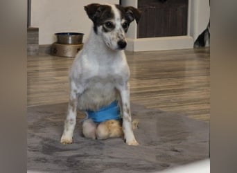 JOSCHI - Rüde mit Handicap steckt voller Lebensfreude