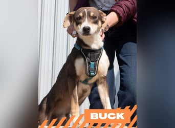 Buck