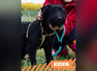Edis