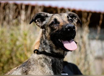 ⚡️Lucia • Emily ⚡️2 von ~ 650 Hunden in der Cantinho da Milu⚡️