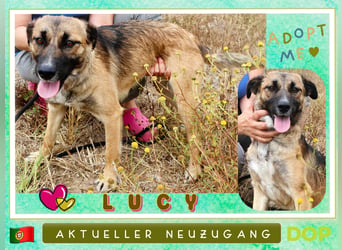 Die liebe ♥️ LUCY ist jetzt in der Cantinho da Milu ♥️ und braucht ein Zuhause