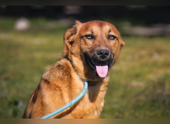Junghunde ♦️NALA & FELICIA ♦️ 2 von ~650 Hunden in der Cantinho da Milu