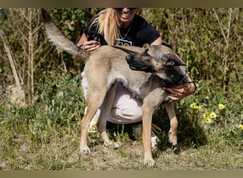 ⚡️Lucia • Emily ⚡️2 von ~ 650 Hunden in der Cantinho da Milu⚡️