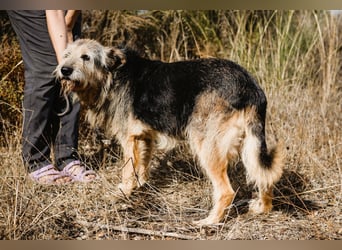 SENIORIN PETUNIA ♦️ NEUZUGANG ♦️ in der Cantinho da Milu